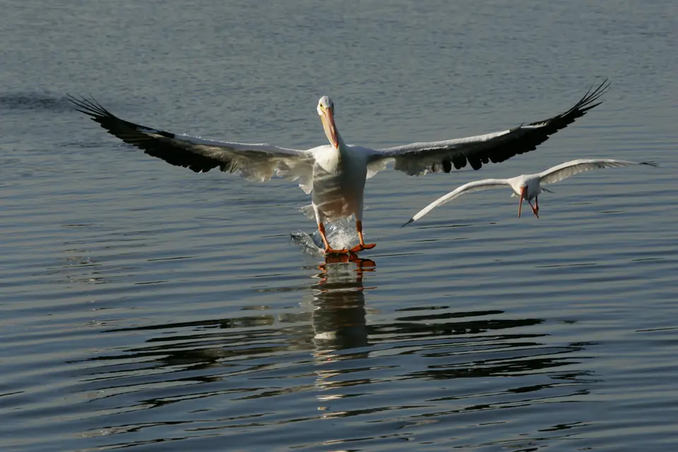 J.N. "Ding" Darling National Wildlife Refuge — photo 2