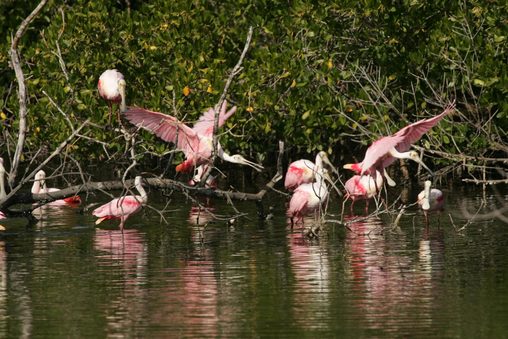 J.N. "Ding" Darling National Wildlife Refuge